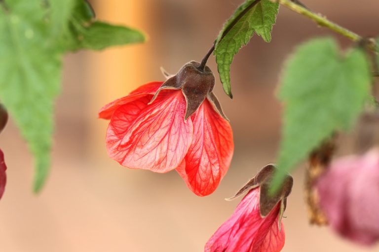 Fioriture Autunnali Fito