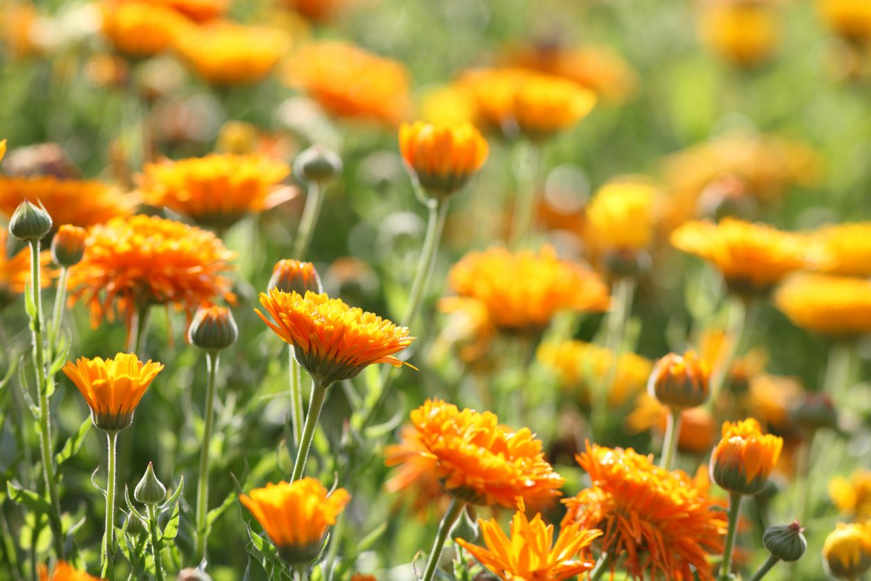 Fiori Da Piantare A Settembre Fito