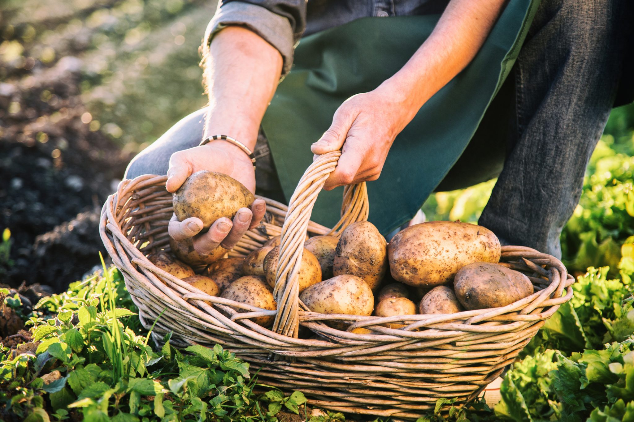 Come Coltivare Le Patate Fito