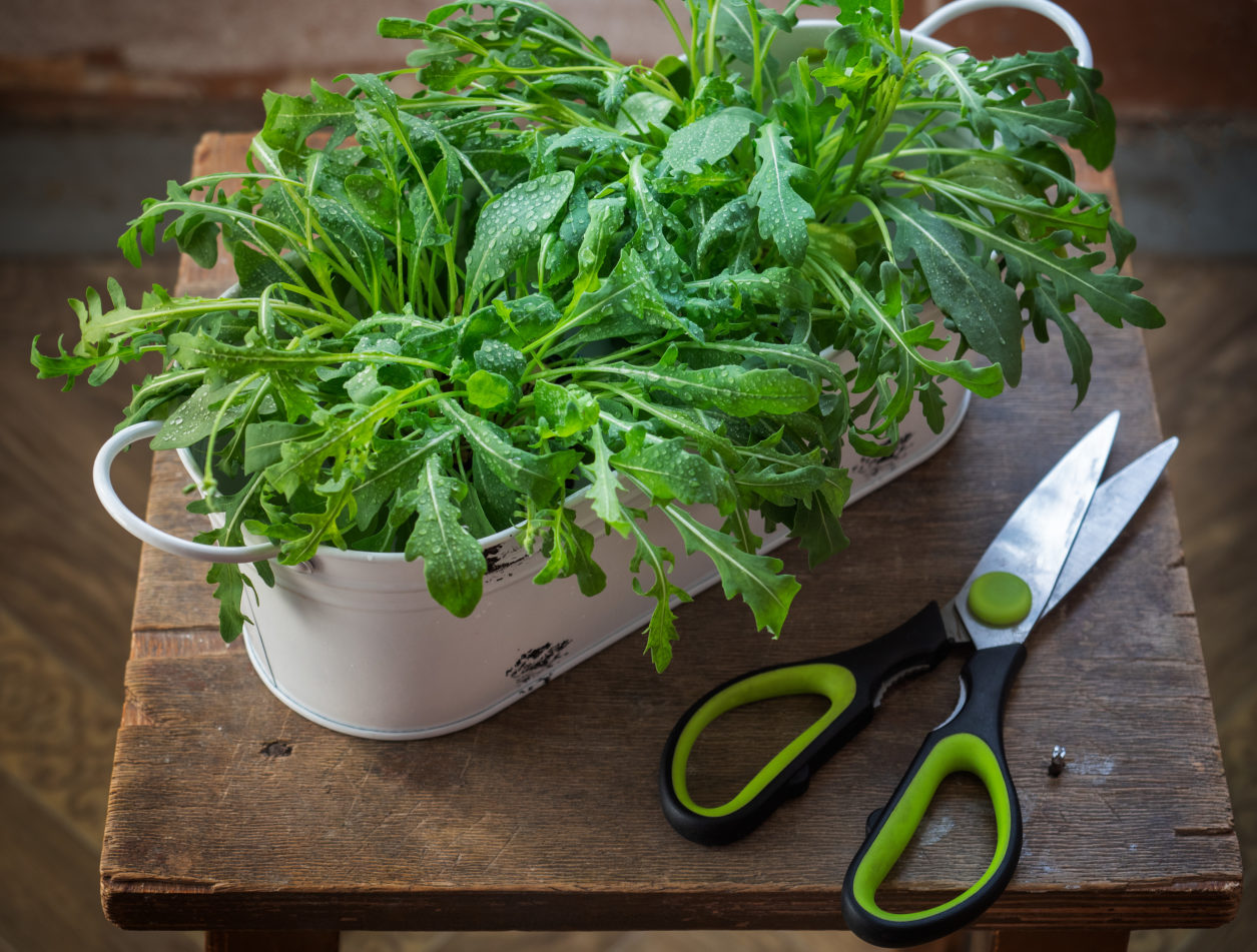 Come Coltivare La Rucola In Vaso Fito