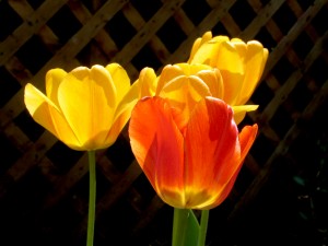 Yellow flowers