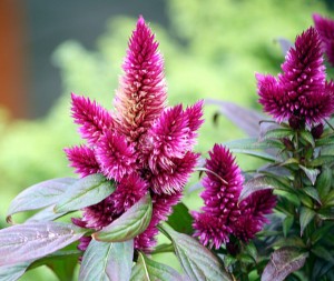 Fiore celosia fucsia