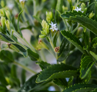 Stevia come coltivare