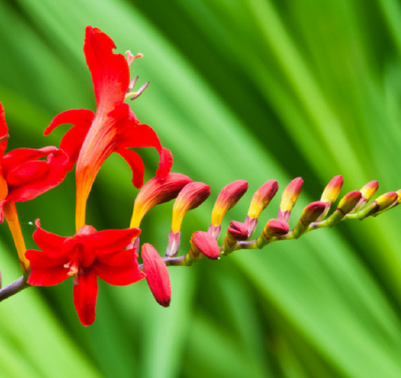 Come coltivare crocosmia