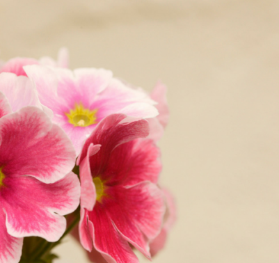 Primula Obconica photo