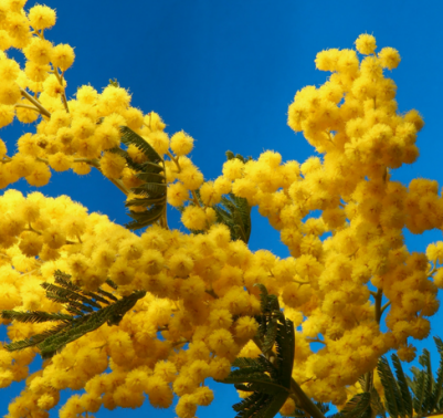 Coltivare mimosa in vaso