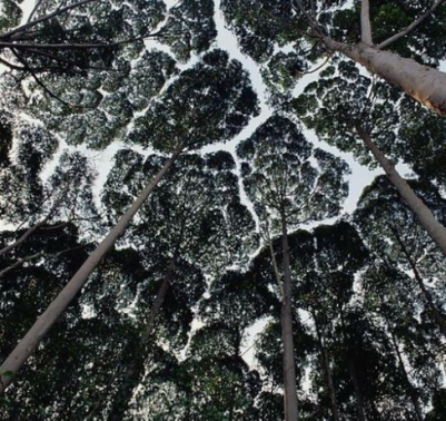 crown-shyness-cover