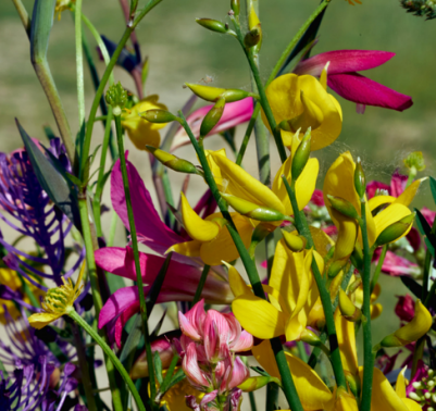 fiori di luglio