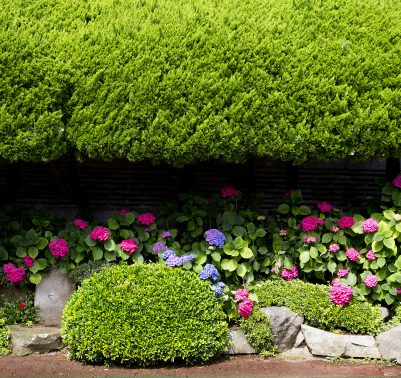 Preparare il giardino per primavera (3)