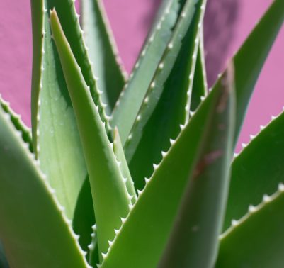 Coltivazione aloe vera in vaso