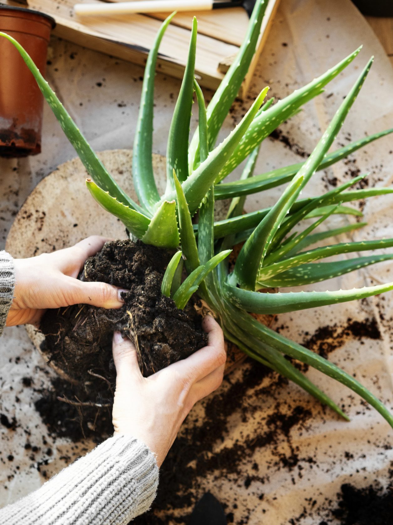 La Coltivazione Dell'Aloe Vera In Vaso | Fito