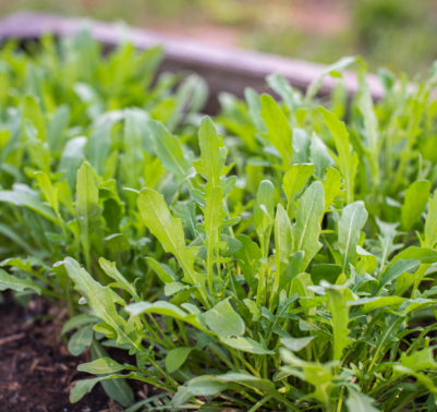 Come coltivare la rucola in vaso