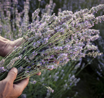 Quando potrare lavanda