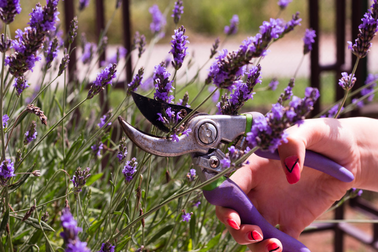 Come potare lavanda legnosa