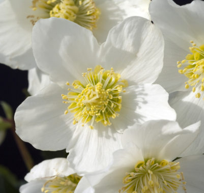 Rosa di Natale - Helleborus Niger con fiore bianco