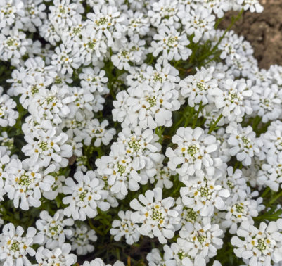 Iberis sempervirens in vaso