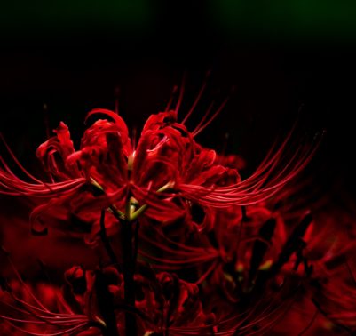 Fiore giglio ragno rosso giappone