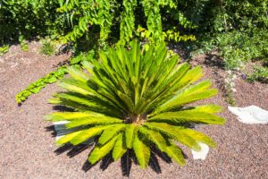 cycas la pianta coltivazione