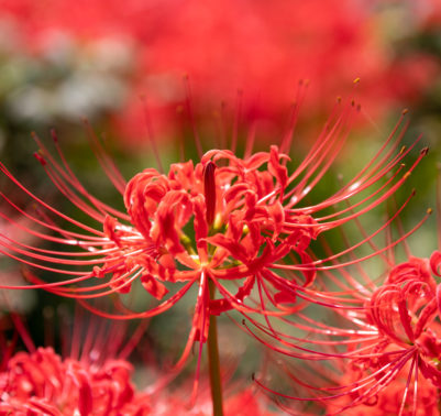 Lycoris Radiata coltivazione