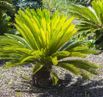 cycas la pianta coltivazione