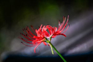 Fiore giglio ragno rosso_01