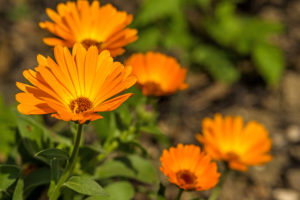 Pianta officinale di calendula