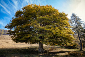 Olmo Alberi antismog