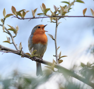 Piante per fare birdgardening