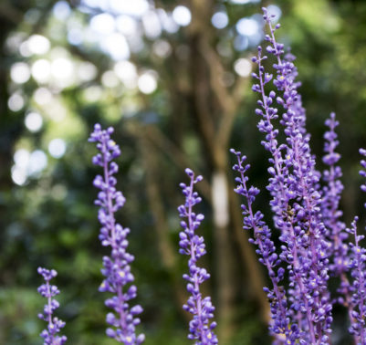 giardino fiorito anche in inverno coltivazione Liriope muscari