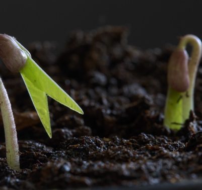 germinazione semi cotiledoni