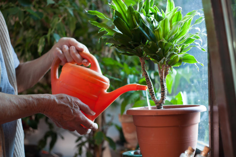 Annaffiare le piante in vaso