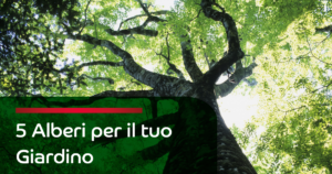 5 alberi da piantare in giardino