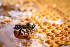 L'ape e il miele