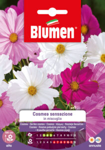 Coltivazione semi di cosmea_Bustina sementi Blumen