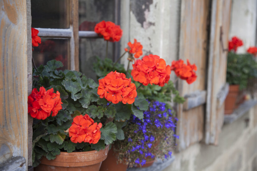 come coltivare i gerani in vaso sul balcone