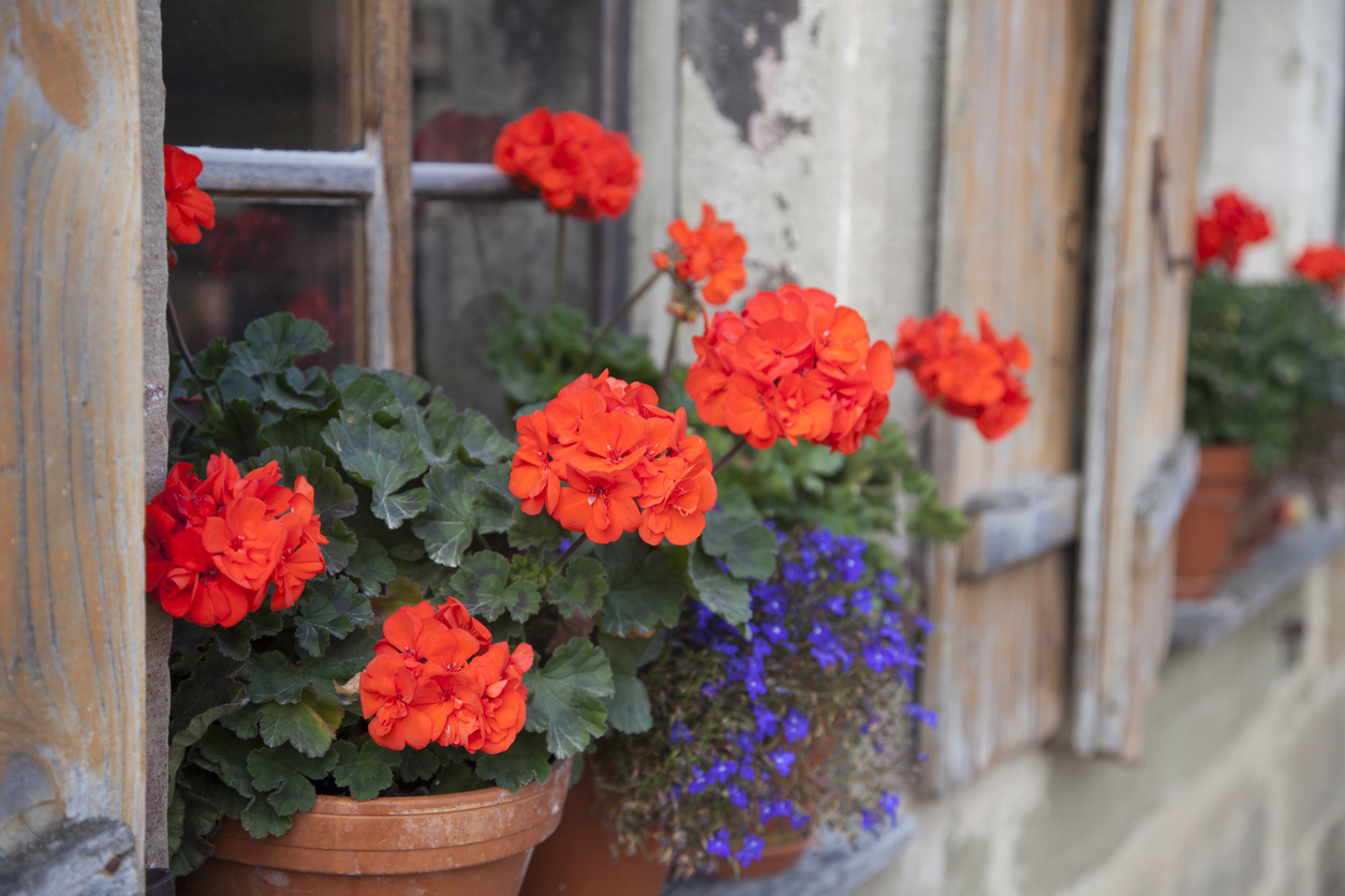 come coltivare i gerani in vaso sul balcone