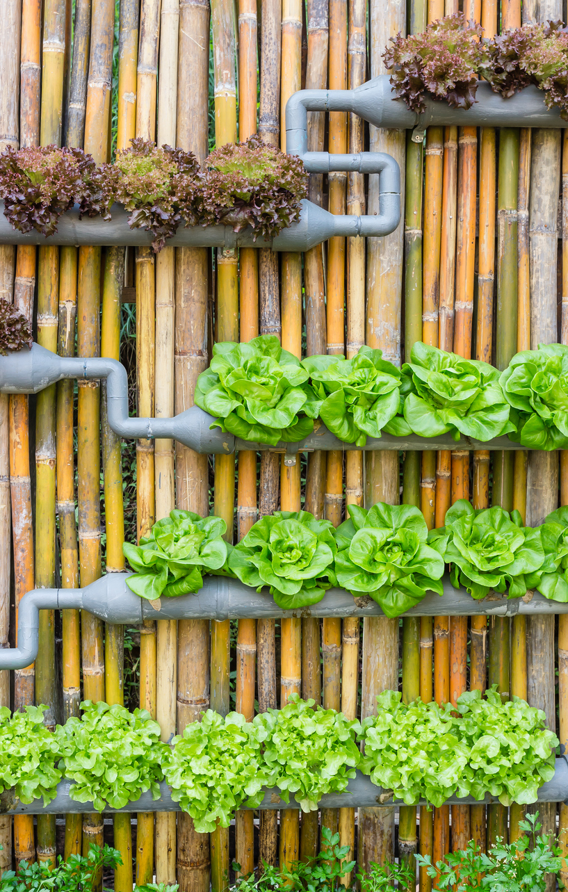 giardinaggio verticale, sistema idroponico per ridurre lo spazio