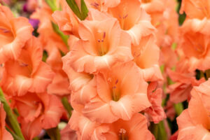 Coltivare i gladioli