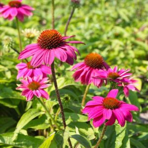 Kit vegetale dello sportivo - Echinacea