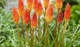 Come coltivare Kniphofia 1