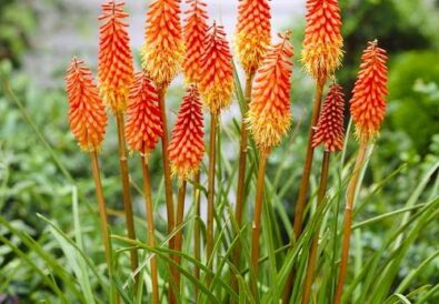 Come coltivare Kniphofia 1