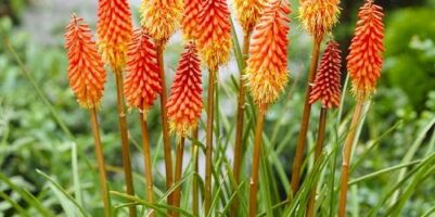 Come coltivare Kniphofia 1