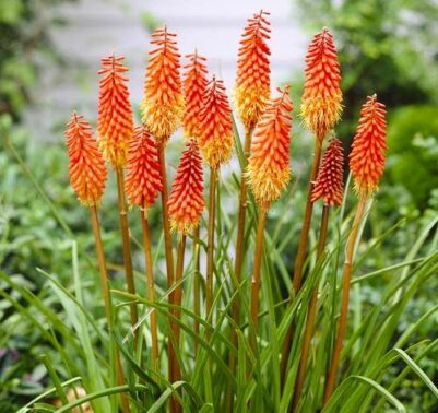 Come coltivare Kniphofia 1