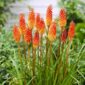 Come coltivare Kniphofia 1