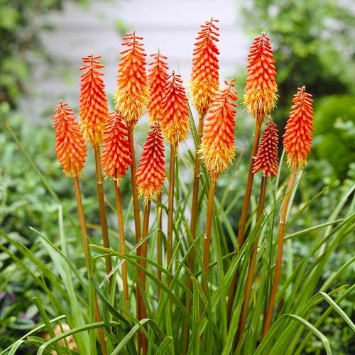 Come coltivare Kniphofia 1