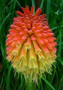 Kniphofia cura e coltivazione