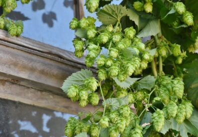 come coltivare il luppolo per la birra