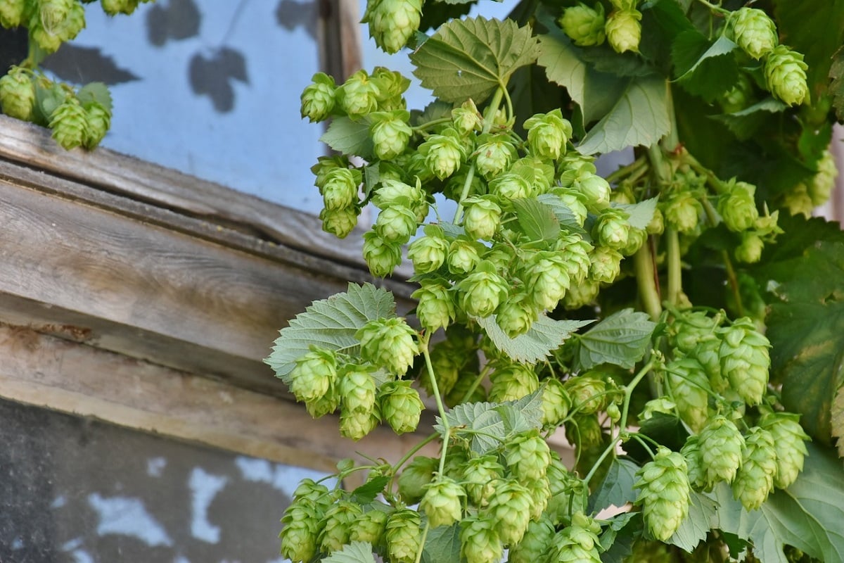 come coltivare il luppolo per la birra