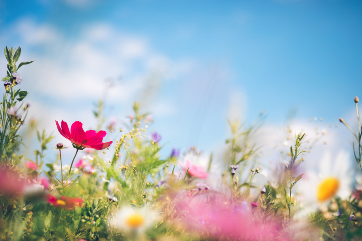 fiori primaverili