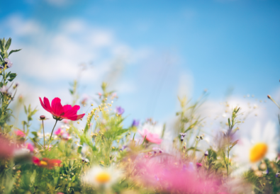 fiori primaverili